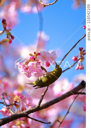 桜とメジロ 桜とメジロ 128542109