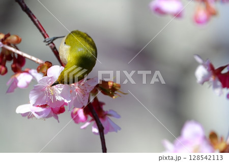 桜とメジロ 128542113