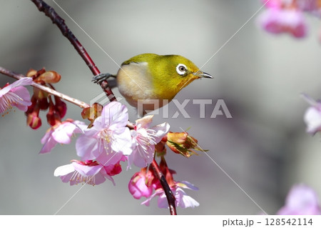桜とメジロ 桜とメジロ 128542114