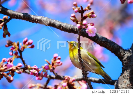 桜とメジロ 桜とメジロ 128542115
