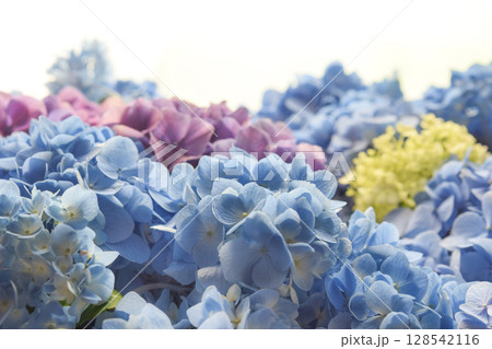 アジサイの花束 128542116
