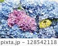 アジサイの花束 128542118