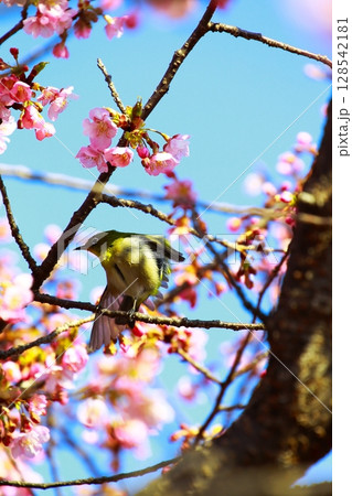 桜とメジロ 128542181