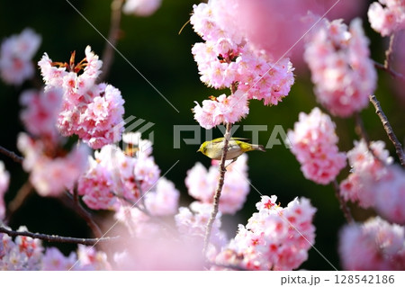 桜とメジロ 桜とメジロ 128542186