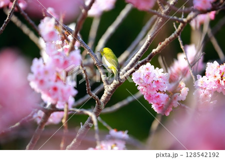 桜とメジロ 桜とメジロ 128542192