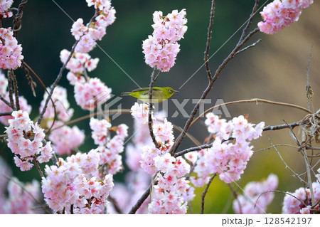 桜とメジロ 128542197