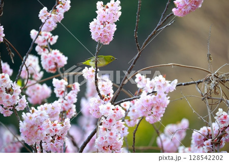 桜とメジロ 桜とメジロ 128542202