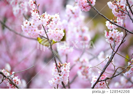 桜とメジロ 128542208