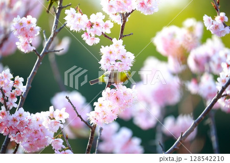 桜とメジロ 128542210