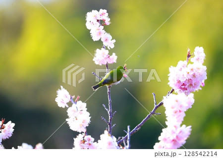 桜とメジロ 128542214
