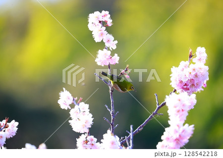桜とメジロ 128542218