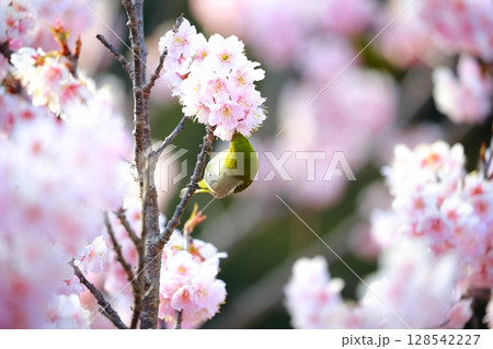 桜とメジロ 桜とメジロ 128542227