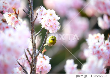 桜とメジロ 桜とメジロ 128542228