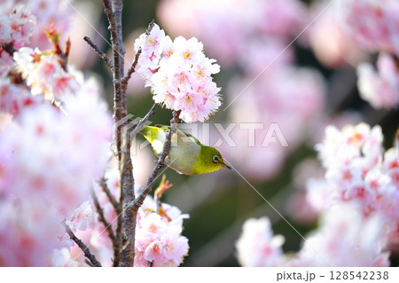 桜とメジロ 桜とメジロ 128542238