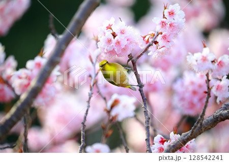 桜とメジロ 128542241