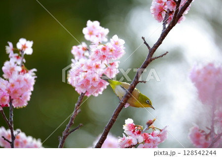 桜とメジロ 128542244