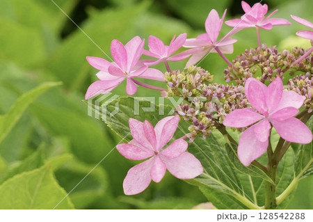 ピンク色の可愛い額紫陽花 128542288