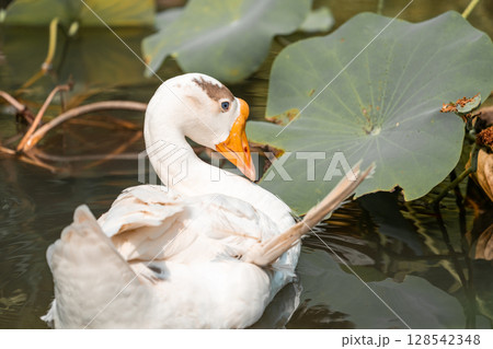 The White Goose floating on the surface of the water at a pond surrounded by green grass koi and rocks. The White Goose floating on the surface of the water at a pond surrounded by green grass koi and rocks. 128542348