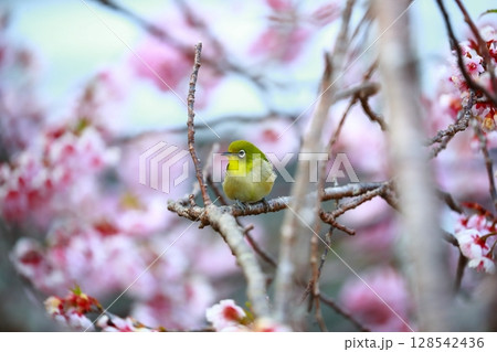 梅園に舞うメジロ 128542436