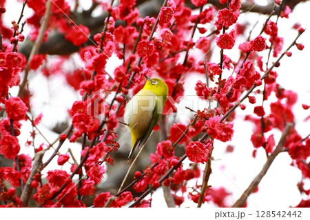 梅園に舞うメジロ 梅園に舞うメジロ 128542442