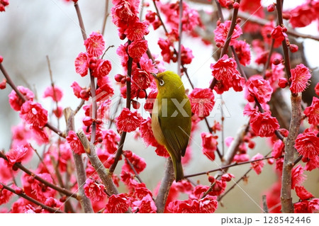 梅園に舞うメジロ 梅園に舞うメジロ 128542446