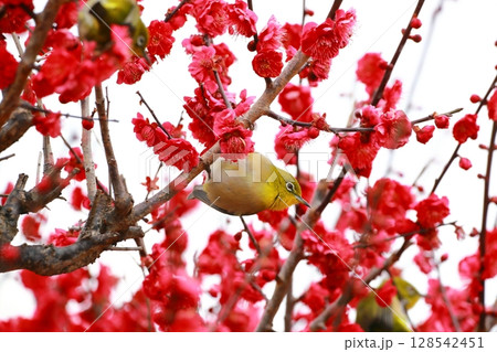 梅園に舞うメジロ 梅園に舞うメジロ 128542451