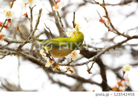 梅園に舞うメジロ 梅園に舞うメジロ 128542458