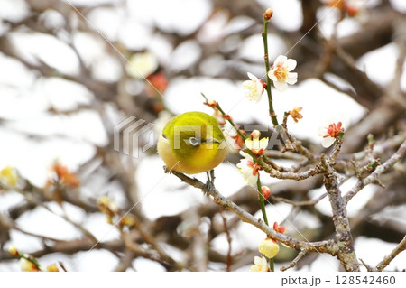 梅園に舞うメジロ 128542460
