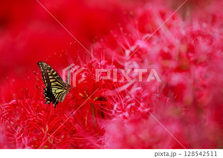 彼岸花にとまる　アゲハチョウ 128542511