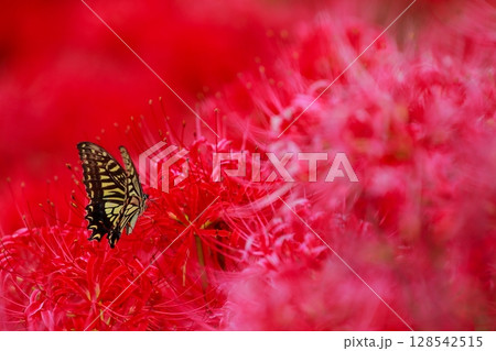 彼岸花にとまる アゲハチョウ 彼岸花にとまる アゲハチョウ 128542515