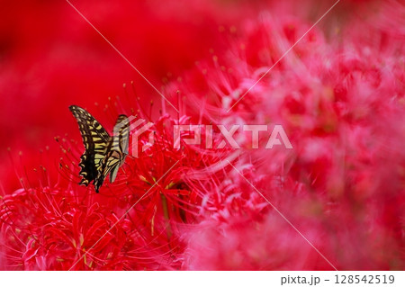 彼岸花にとまる　アゲハチョウ 128542519