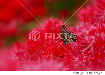 彼岸花にとまる　アゲハチョウ 128542524