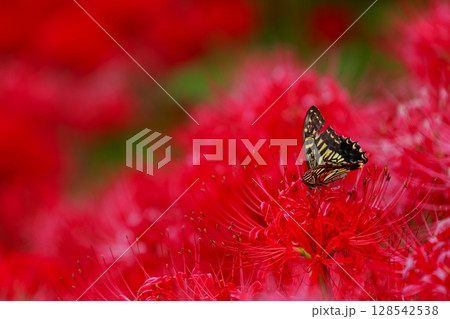 彼岸花にとまる アゲハチョウ 彼岸花にとまる アゲハチョウ 128542538