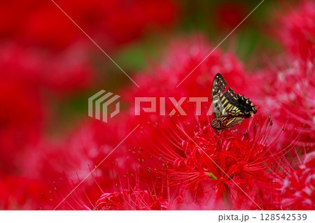 彼岸花にとまる アゲハチョウ 彼岸花にとまる アゲハチョウ 128542539