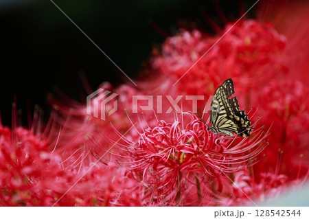 彼岸花にとまる アゲハチョウ 彼岸花にとまる アゲハチョウ 128542544