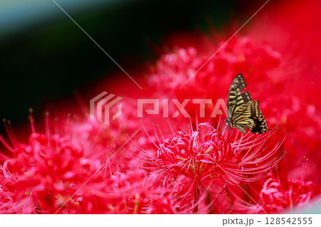 彼岸花にとまる　アゲハチョウ 128542555