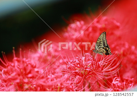 彼岸花にとまる　アゲハチョウ 128542557