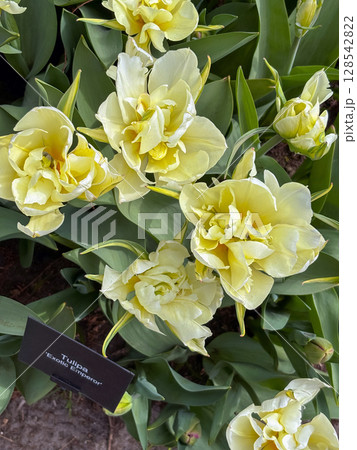 Yellow tulips bloom in a vibrant flower garden during springtime showcasing nature's beauty and colorful flora 128542822