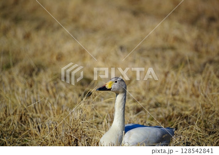 北海道　濤沸湖の白鳥 128542841