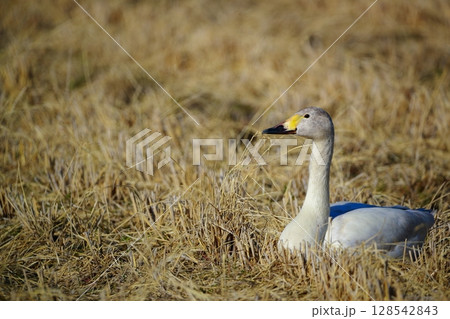 北海道 濤沸湖の白鳥 北海道 濤沸湖の白鳥 128542843