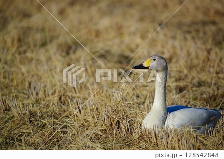 北海道 濤沸湖の白鳥 北海道 濤沸湖の白鳥 128542848