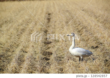 北海道　濤沸湖の白鳥 128542857
