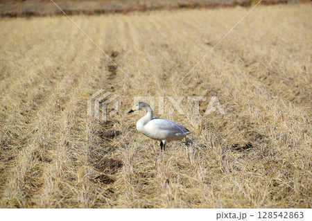 北海道　濤沸湖の白鳥 128542863