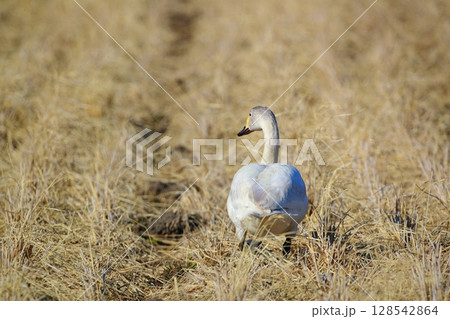北海道 濤沸湖の白鳥 北海道 濤沸湖の白鳥 128542864