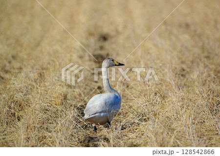 北海道　濤沸湖の白鳥 128542866