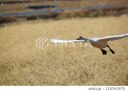 北海道　濤沸湖の白鳥 128542870