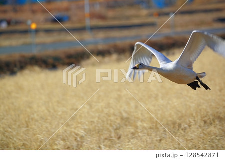 北海道 濤沸湖の白鳥 北海道 濤沸湖の白鳥 128542871