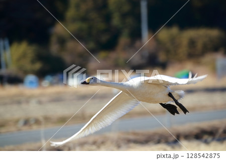北海道　濤沸湖の白鳥 128542875