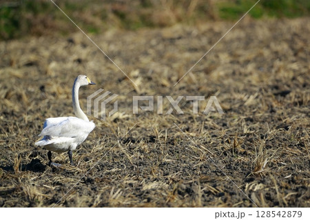 北海道　濤沸湖の白鳥 128542879