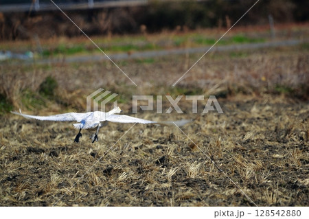 北海道　濤沸湖の白鳥 128542880